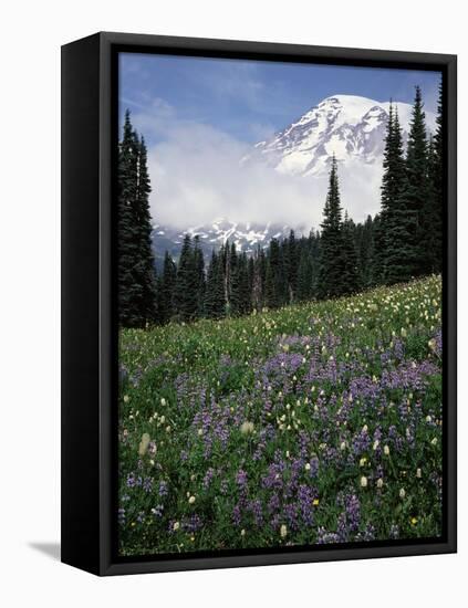 Wildflowers in Meadow Below Mt. Rainier-James Randklev-Framed Stretched Canvas
