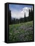 Wildflowers in Meadow Below Mt. Rainier-James Randklev-Framed Stretched Canvas