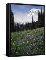 Wildflowers in Meadow Below Mt. Rainier-James Randklev-Framed Stretched Canvas