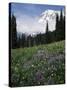 Wildflowers in Meadow Below Mt. Rainier-James Randklev-Stretched Canvas