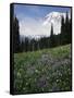 Wildflowers in Meadow Below Mt. Rainier-James Randklev-Framed Stretched Canvas