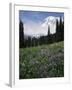 Wildflowers in Meadow Below Mt. Rainier-James Randklev-Framed Photographic Print