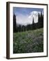 Wildflowers in Meadow Below Mt. Rainier-James Randklev-Framed Photographic Print