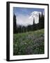 Wildflowers in Meadow Below Mt. Rainier-James Randklev-Framed Photographic Print