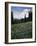 Wildflowers in Meadow Below Mt. Rainier-James Randklev-Framed Photographic Print