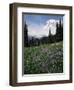 Wildflowers in Meadow Below Mt. Rainier-James Randklev-Framed Photographic Print