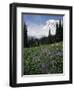 Wildflowers in Meadow Below Mt. Rainier-James Randklev-Framed Photographic Print