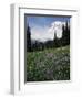 Wildflowers in Meadow Below Mt. Rainier-James Randklev-Framed Photographic Print