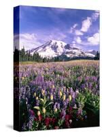 Wildflowers in Mt. Rainier National Park-Stuart Westmorland-Stretched Canvas