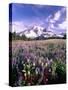 Wildflowers in Mt. Rainier National Park-Stuart Westmorland-Stretched Canvas