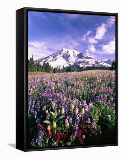 Wildflowers in Mt. Rainier National Park-Stuart Westmorland-Framed Stretched Canvas