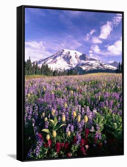 Wildflowers in Mt. Rainier National Park-Stuart Westmorland-Framed Stretched Canvas