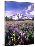 Wildflowers in Mt. Rainier National Park-Stuart Westmorland-Stretched Canvas