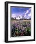 Wildflowers in Mt. Rainier National Park-Stuart Westmorland-Framed Premium Photographic Print