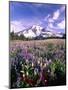 Wildflowers in Mt. Rainier National Park-Stuart Westmorland-Mounted Premium Photographic Print