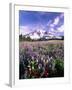 Wildflowers in Mt. Rainier National Park-Stuart Westmorland-Framed Premium Photographic Print