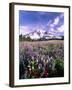 Wildflowers in Mt. Rainier National Park-Stuart Westmorland-Framed Premium Photographic Print