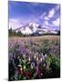 Wildflowers in Mt. Rainier National Park-Stuart Westmorland-Mounted Premium Photographic Print