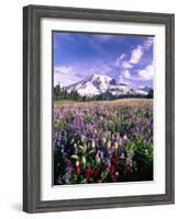 Wildflowers in Mt. Rainier National Park-Stuart Westmorland-Framed Photographic Print