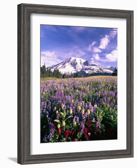 Wildflowers in Mt. Rainier National Park-Stuart Westmorland-Framed Photographic Print