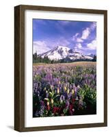 Wildflowers in Mt. Rainier National Park-Stuart Westmorland-Framed Photographic Print