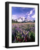 Wildflowers in Mt. Rainier National Park-Stuart Westmorland-Framed Photographic Print