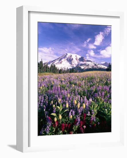 Wildflowers in Mt. Rainier National Park-Stuart Westmorland-Framed Photographic Print