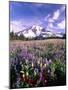 Wildflowers in Mt. Rainier National Park-Stuart Westmorland-Mounted Photographic Print