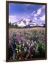 Wildflowers in Mt. Rainier National Park-Stuart Westmorland-Framed Photographic Print