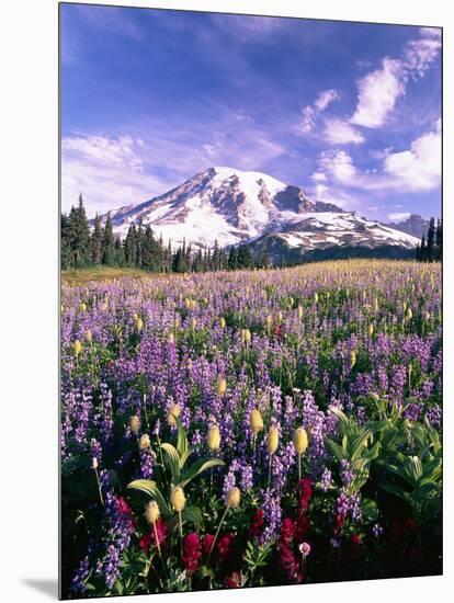 Wildflowers in Mt. Rainier National Park-Stuart Westmorland-Mounted Photographic Print