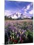 Wildflowers in Mt. Rainier National Park-Stuart Westmorland-Mounted Photographic Print