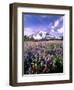 Wildflowers in Mt. Rainier National Park-Stuart Westmorland-Framed Photographic Print