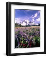 Wildflowers in Mt. Rainier National Park-Stuart Westmorland-Framed Photographic Print