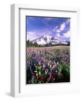 Wildflowers in Mt. Rainier National Park-Stuart Westmorland-Framed Photographic Print