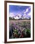 Wildflowers in Mt. Rainier National Park-Stuart Westmorland-Framed Photographic Print