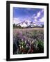 Wildflowers in Mt. Rainier National Park-Stuart Westmorland-Framed Photographic Print