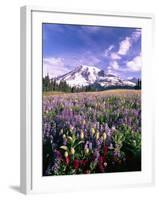 Wildflowers in Mt. Rainier National Park-Stuart Westmorland-Framed Photographic Print