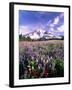 Wildflowers in Mt. Rainier National Park-Stuart Westmorland-Framed Photographic Print