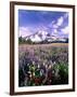 Wildflowers in Mt. Rainier National Park-Stuart Westmorland-Framed Photographic Print