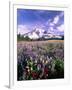 Wildflowers in Mt. Rainier National Park-Stuart Westmorland-Framed Photographic Print