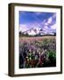 Wildflowers in Mt. Rainier National Park-Stuart Westmorland-Framed Photographic Print