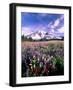 Wildflowers in Mt. Rainier National Park-Stuart Westmorland-Framed Photographic Print