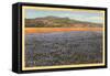 Wildflowers in Spring, California-null-Framed Stretched Canvas