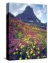 Wildflowers in Summer, Glacier National Park, Montana, USA-Christopher Talbot Frank-Stretched Canvas