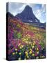 Wildflowers in Summer, Glacier National Park, Montana, USA-Christopher Talbot Frank-Stretched Canvas