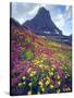 Wildflowers in Summer, Glacier National Park, Montana, USA-Christopher Talbot Frank-Stretched Canvas