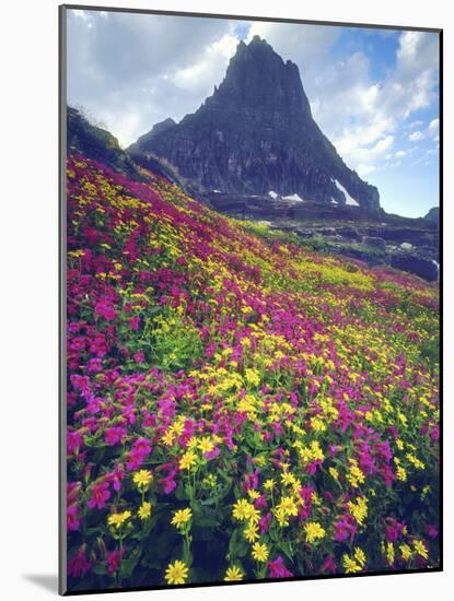 Wildflowers in Summer, Glacier National Park, Montana, USA-Christopher Talbot Frank-Mounted Photographic Print
