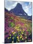 Wildflowers in Summer, Glacier National Park, Montana, USA-Christopher Talbot Frank-Mounted Photographic Print