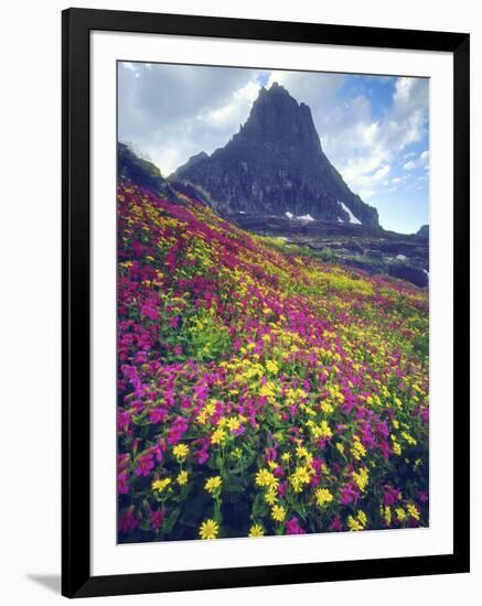 Wildflowers in Summer, Glacier National Park, Montana, USA-Christopher Talbot Frank-Framed Photographic Print