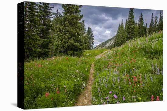 Wildflowers in the Albion Basin, Uinta Wasatch Cache Mountains, Utah-Howie Garber-Stretched Canvas